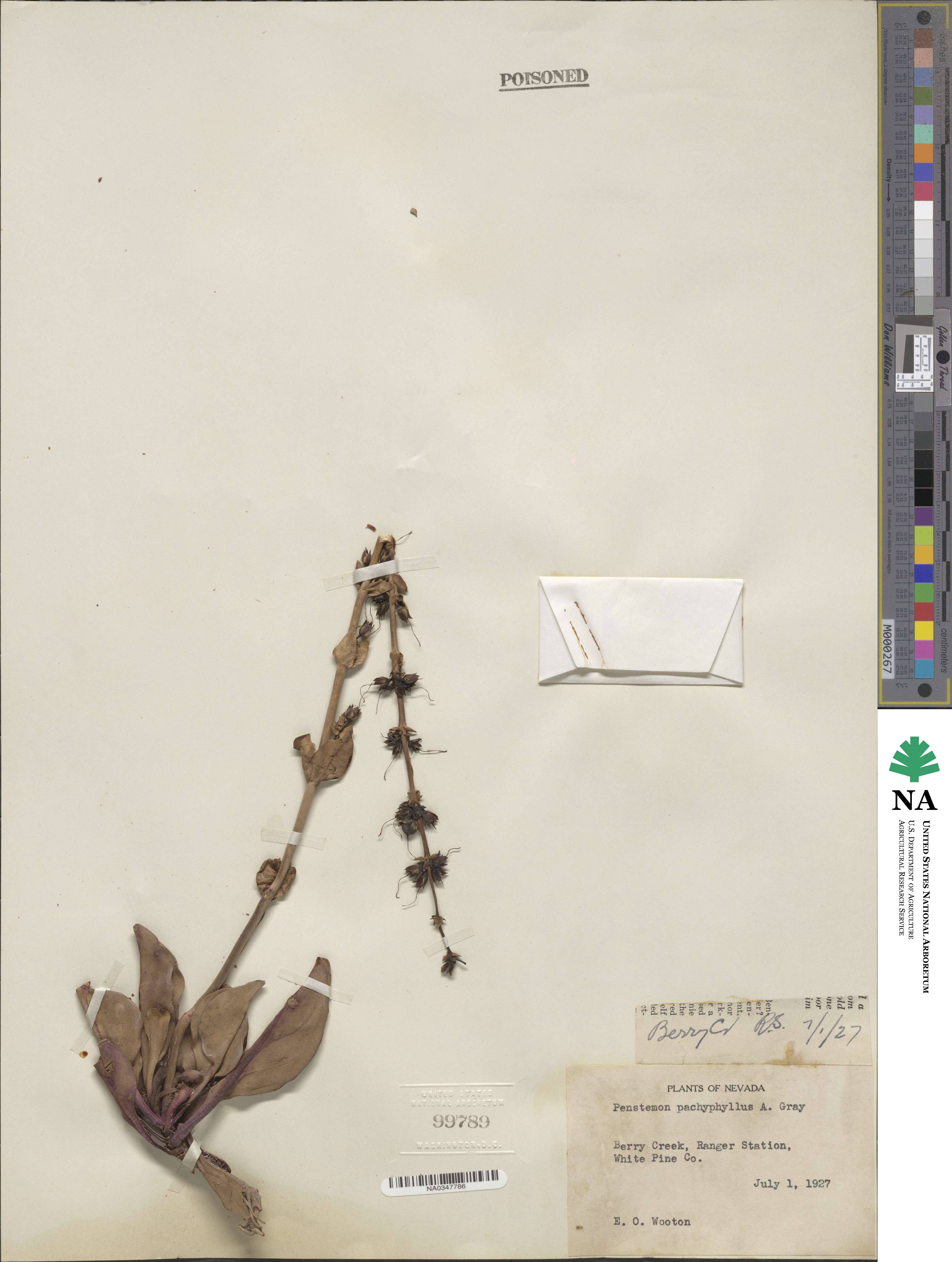 Penstemon pachyphyllus image