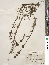 Penstemon rydbergii var. oreocharis image