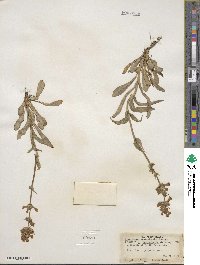 Penstemon rydbergii image