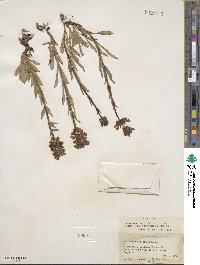 Penstemon rydbergii var. oreocharis image