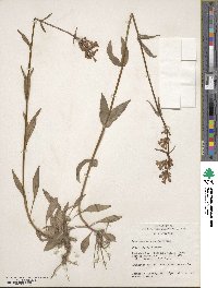 Penstemon rydbergii image