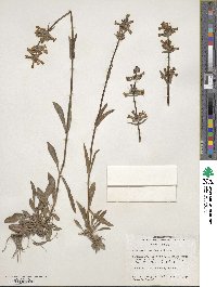 Penstemon rydbergii image