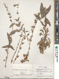 Penstemon palmeri image