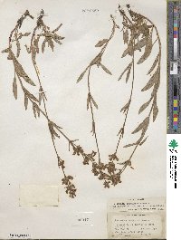 Penstemon pratensis image