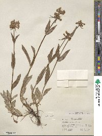 Penstemon pratensis image