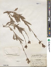 Penstemon pratensis image