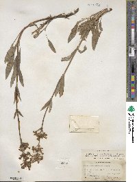 Penstemon pratensis image