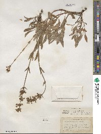 Penstemon pratensis image