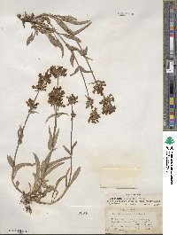 Penstemon pratensis image