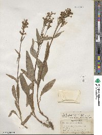 Penstemon pratensis image