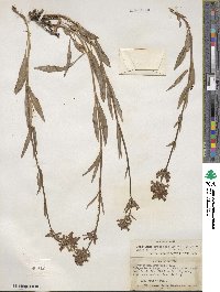 Penstemon pratensis image