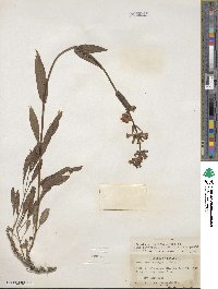 Penstemon pratensis image