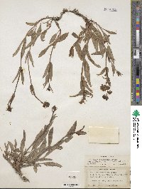 Penstemon pratensis image