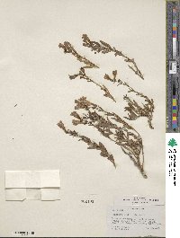 Penstemon platyphyllus image