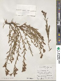 Penstemon platyphyllus image