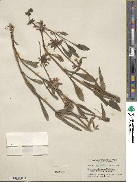 Penstemon wilcoxii image