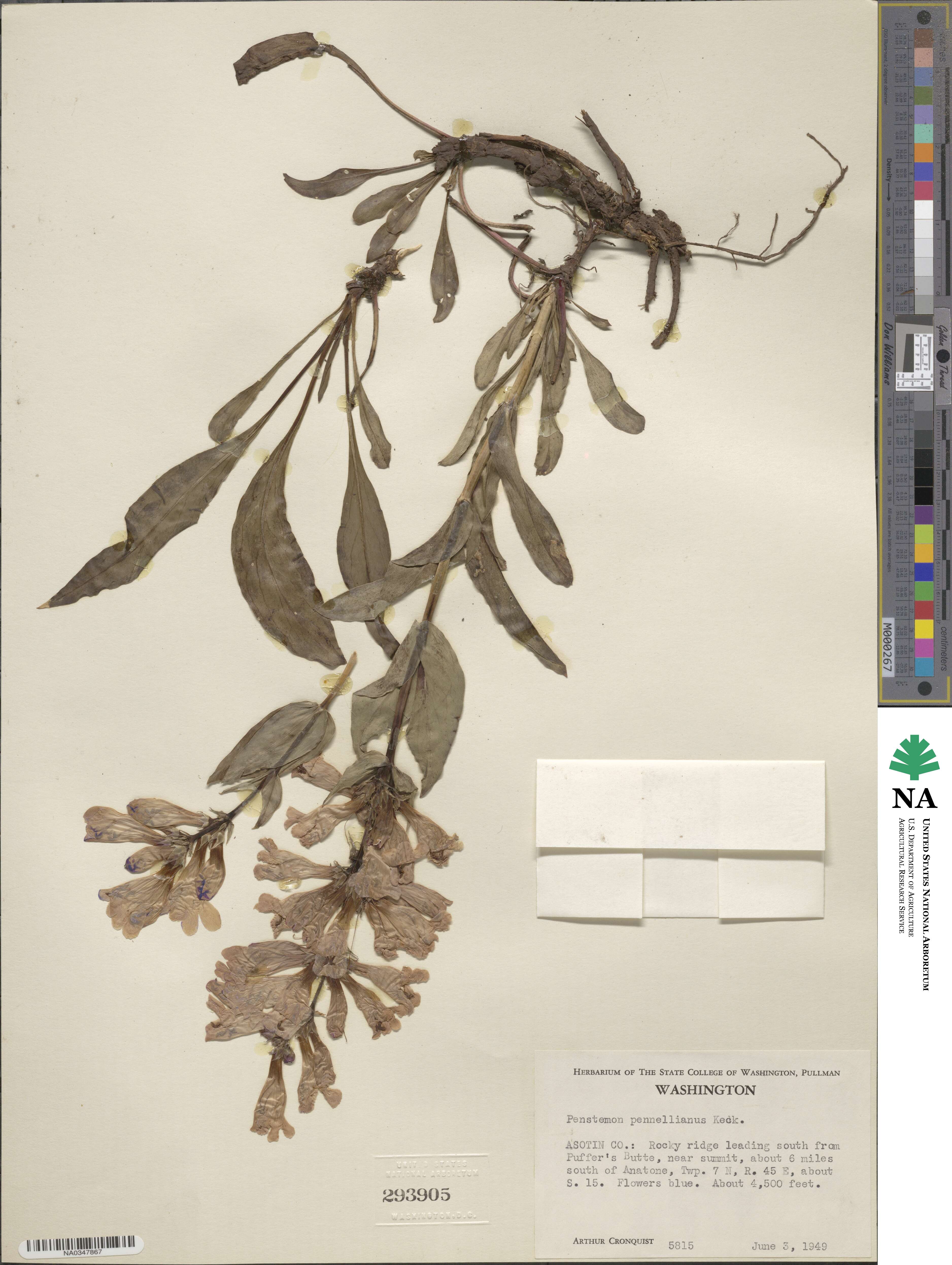 Penstemon pennellianus image