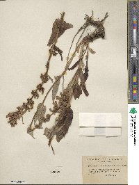 Penstemon payettensis image