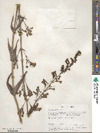 Penstemon parryi image