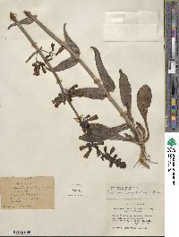 Penstemon parryi image