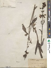 Penstemon parryi image