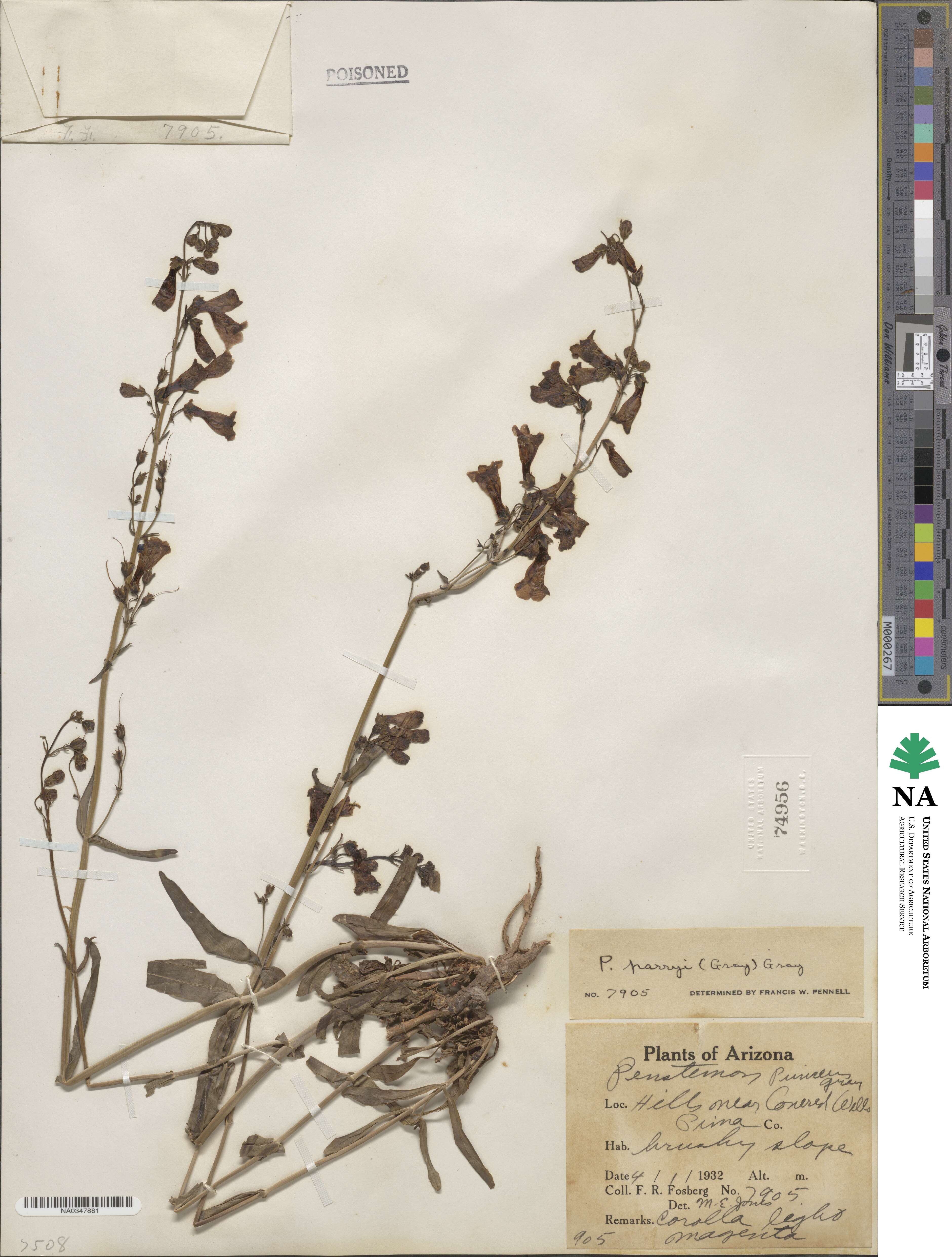 Penstemon parryi image