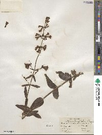 Penstemon parryi image