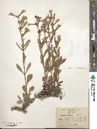 Penstemon papillatus image