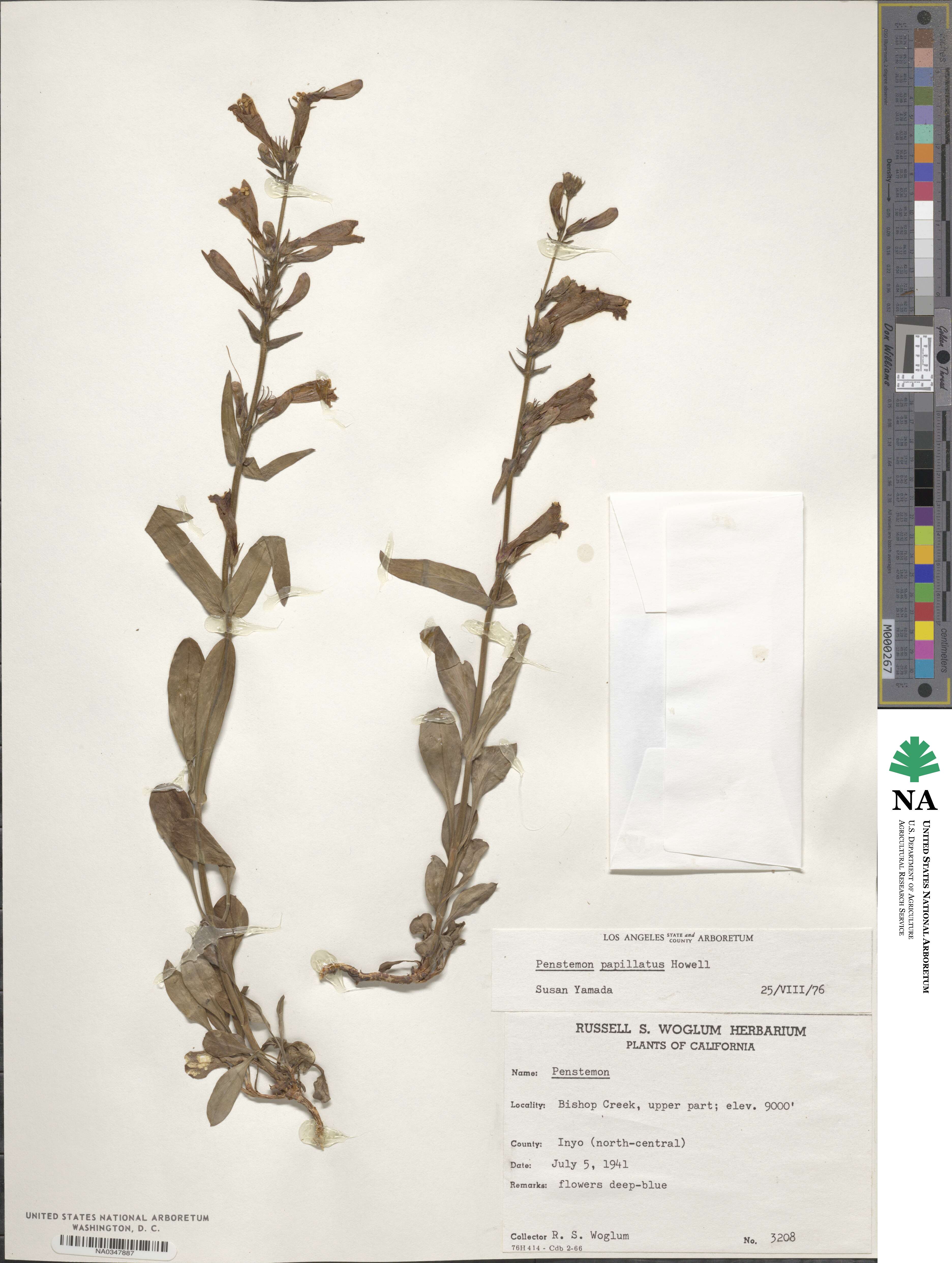 Penstemon papillatus image