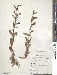 Penstemon papillatus image