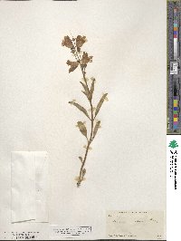 Penstemon palmeri image