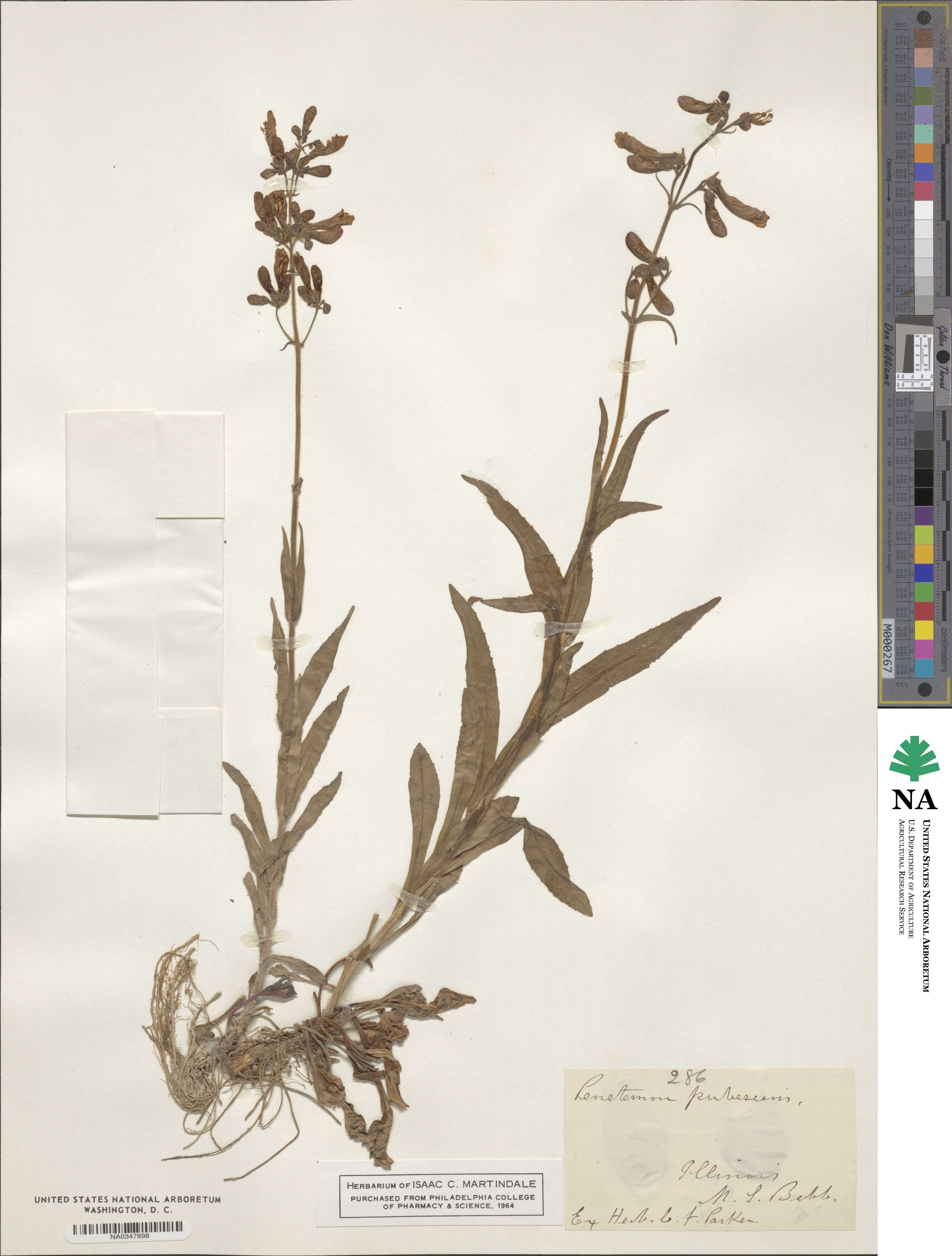 Penstemon hirsutus image