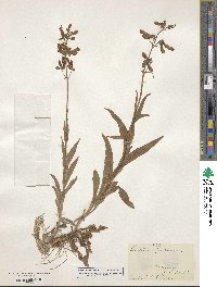 Penstemon hirsutus image