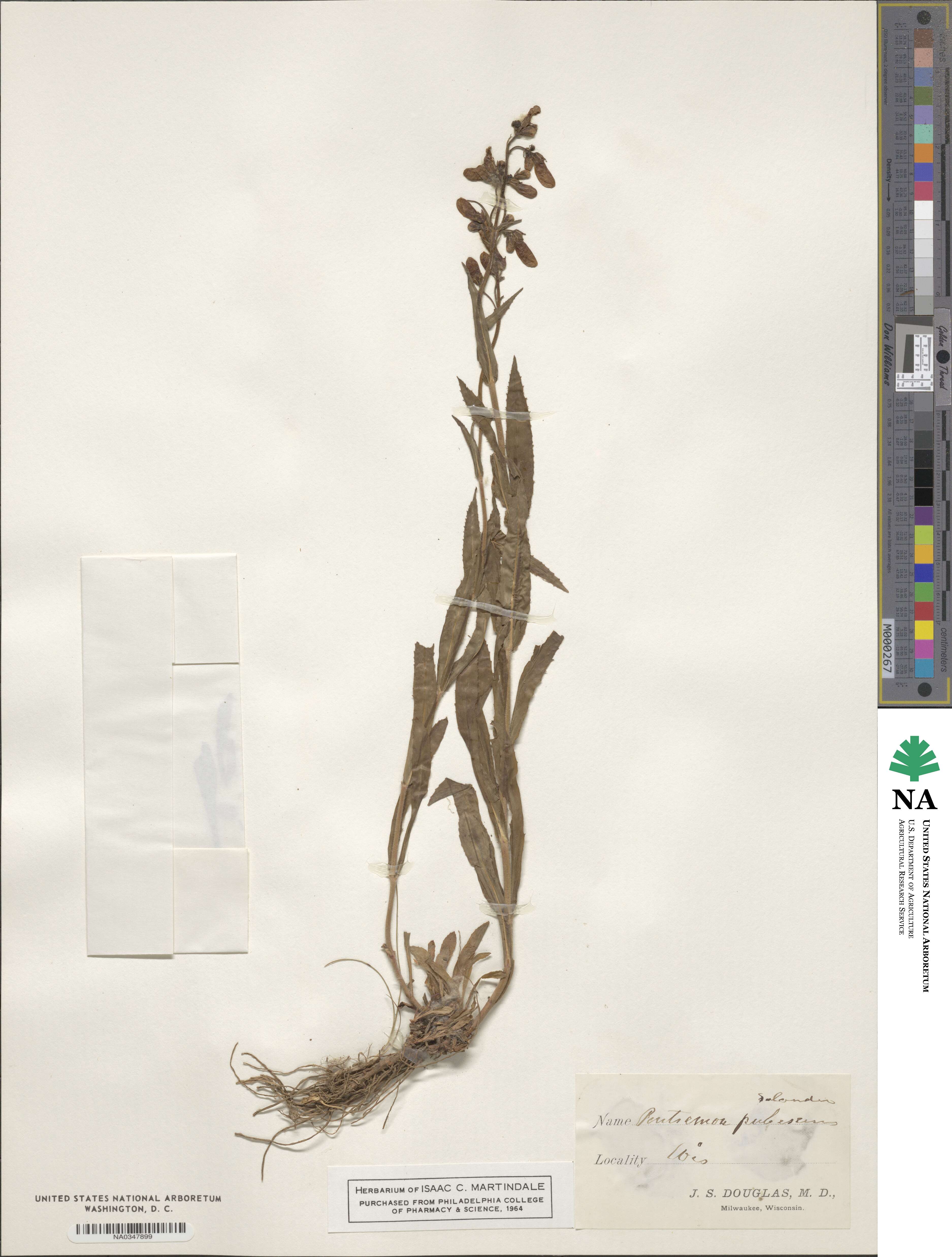 Penstemon hirsutus image