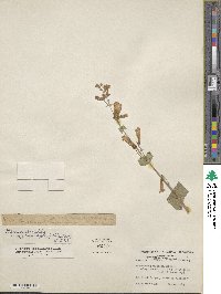 Penstemon pseudospectabilis var. connatifolius image