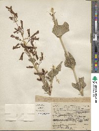 Penstemon pseudospectabilis image