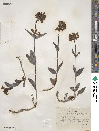 Penstemon attenuatus image