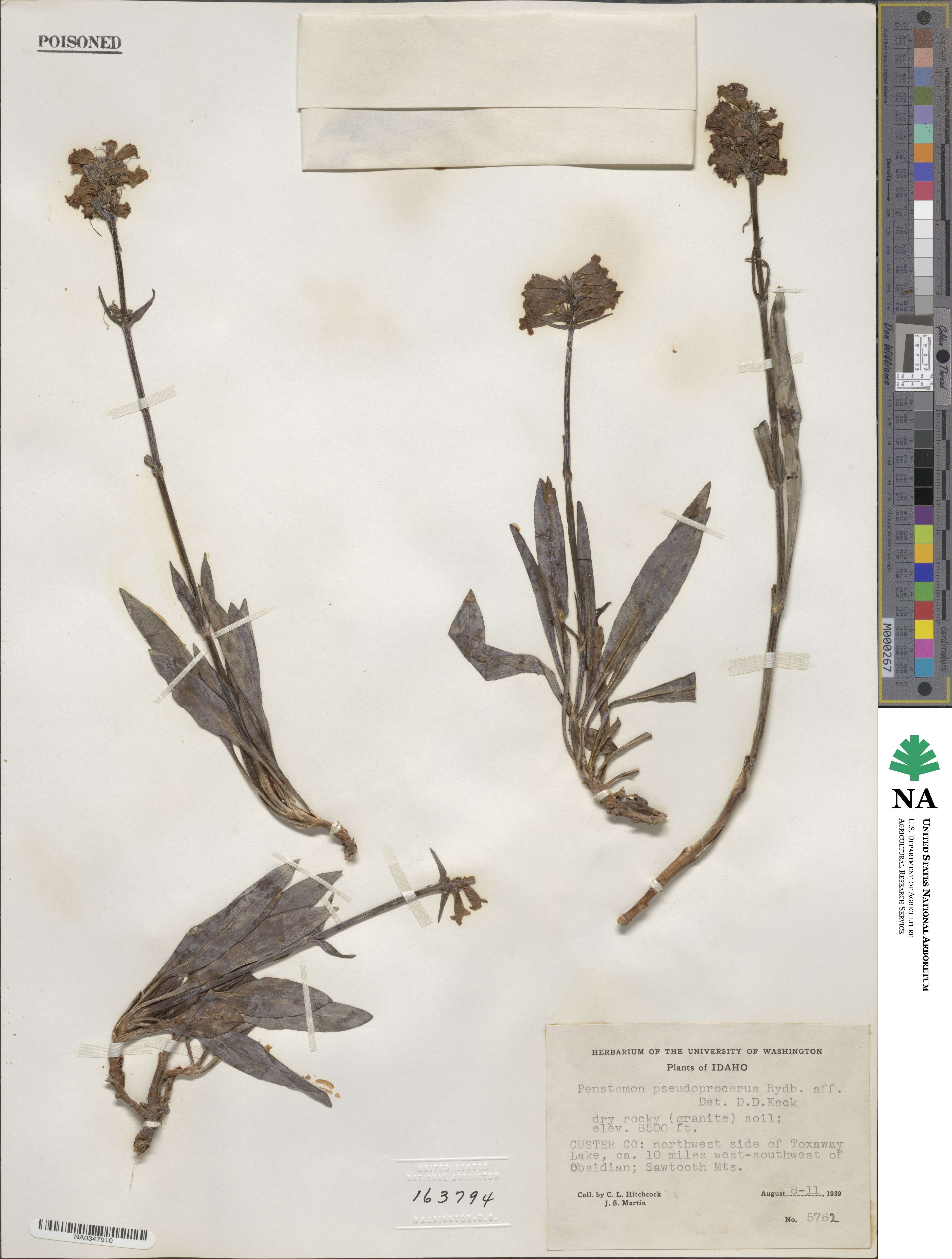 Penstemon attenuatus image