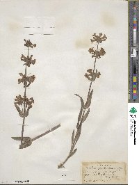 Penstemon attenuatus image