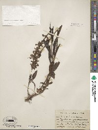 Penstemon attenuatus image