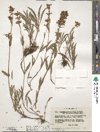 Penstemon procerus var. brachyanthus image