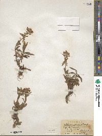 Penstemon procerus image