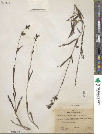 Penstemon procerus image