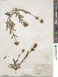 Penstemon procerus image