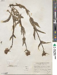 Penstemon procerus image