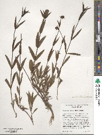 Penstemon procerus image