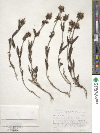 Penstemon procerus image