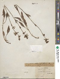 Penstemon procerus image