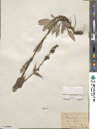 Penstemon procerus image