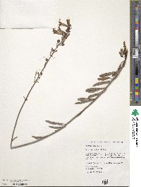 Penstemon rostriflorus image